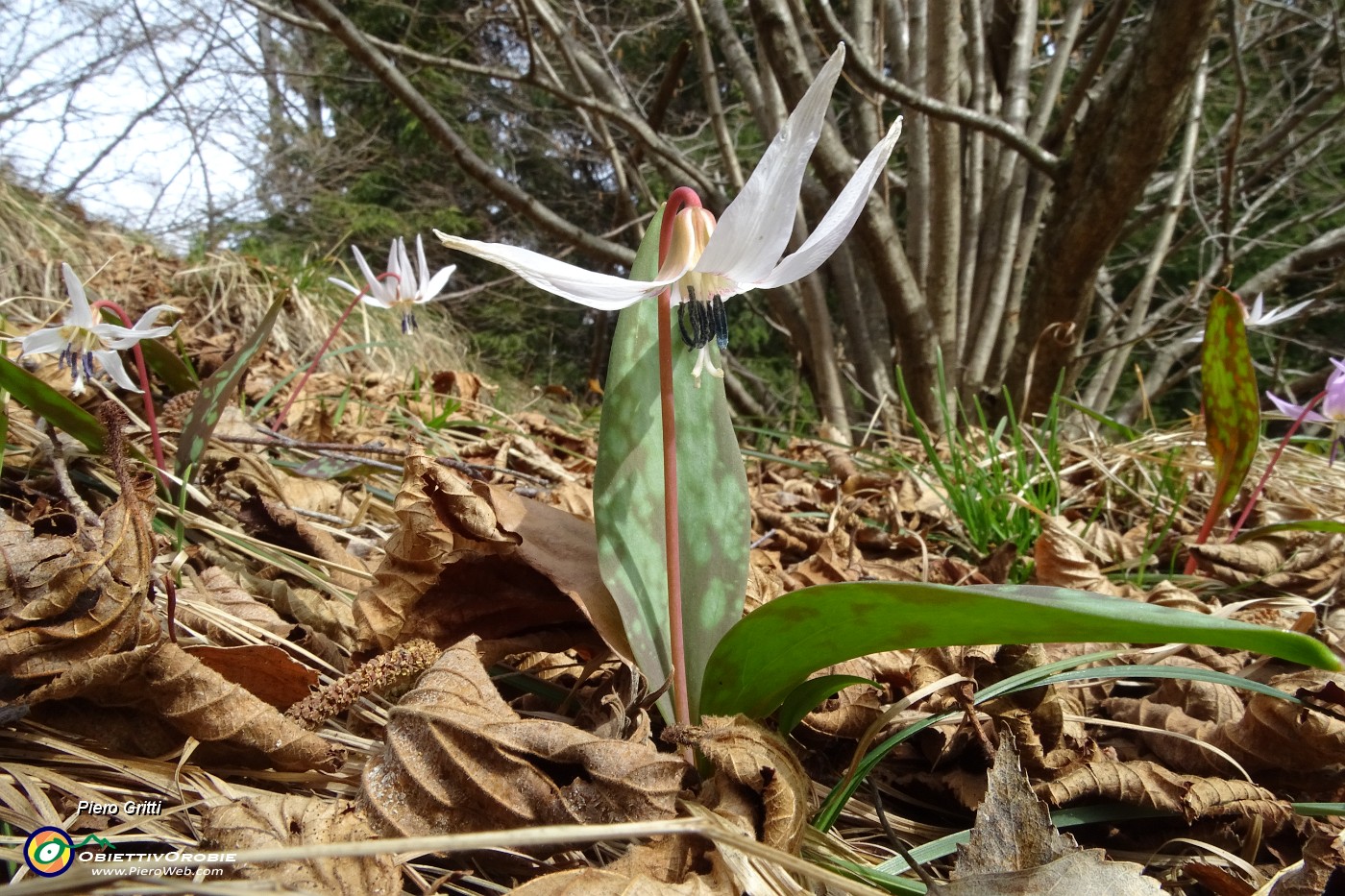 50 Salendo in Molinasco fiore Dente di cane ( Erythronium dens-canis).JPG